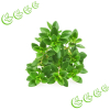 Hydrolat Thymian Natural BIO 500 ml